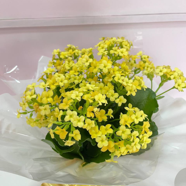 Vaso de Kalanchoe amarelo para presente