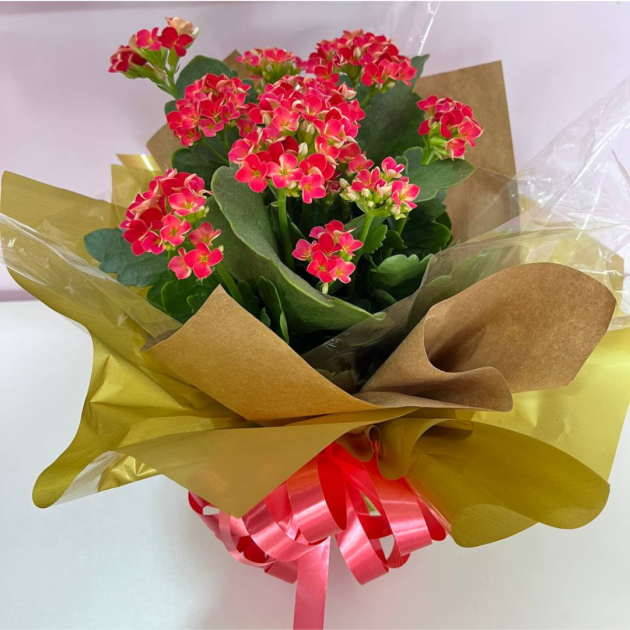 Vaso de Kalanchoe vermelho