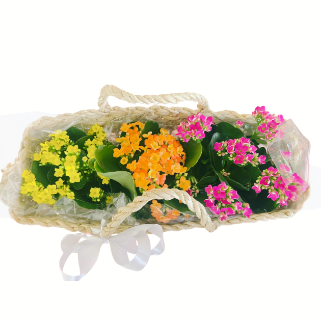 Cesta de Kalanchoês - Image 2