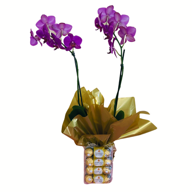 Orquídea Phalaenopsis e chocolate