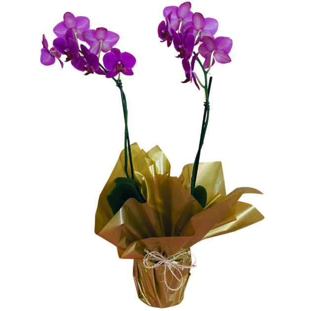Orquídea Phalaenopsis lilás