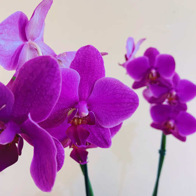 Orquídea Phalaenopsis lilás - Image 2