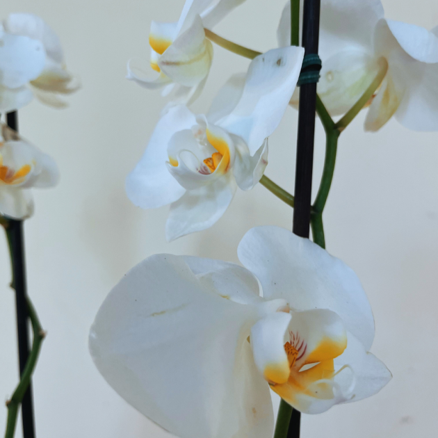 Orquídea Phalaenopsis e espumante - Image 3