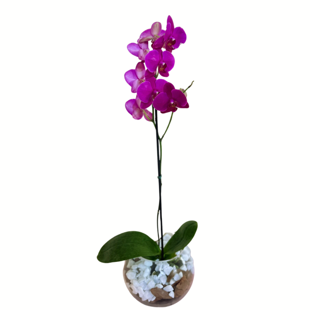 Orquídea Phalaenopsis Pink em vaso