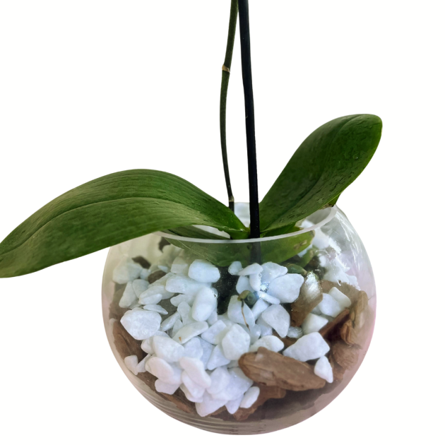 Orquídea Phalaenopsis Pink em vaso - Image 3