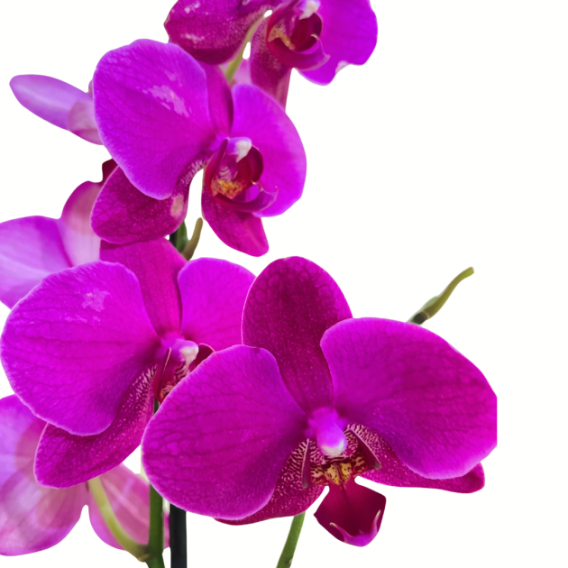 Orquídea Phalaenopsis Pink em vaso - Image 2